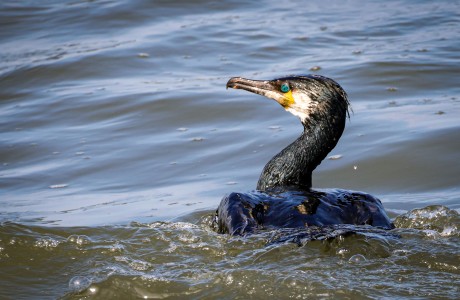Cormorant Ireoands Eye