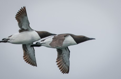 Guillemots