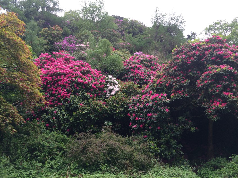 Howth Castle Rhododendron Walk in bloom