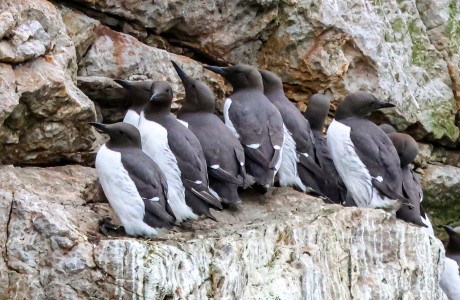 Ireland eye guillemots