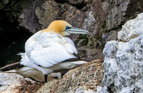 Irelands Eye bird