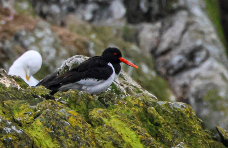 Oyster Catcher