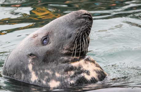 Seal